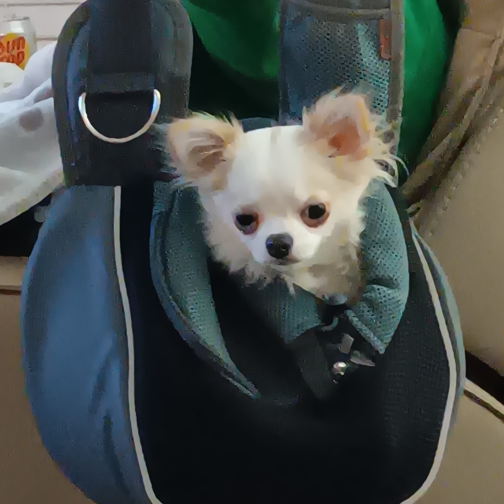 Stylish Blue Pet Carrier